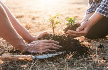 KKL Tree Planting