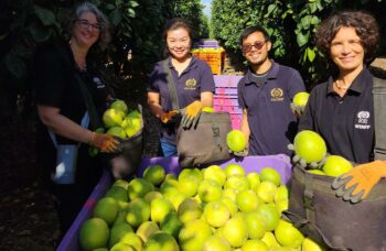 staff fruit picking