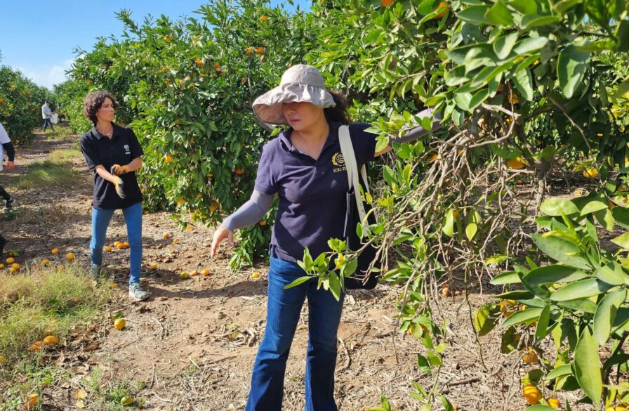 ICEJ Staff harvesting fruit