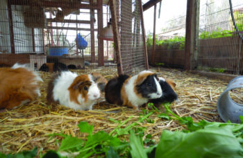 The Animal Corner at Kibbutz Urim.