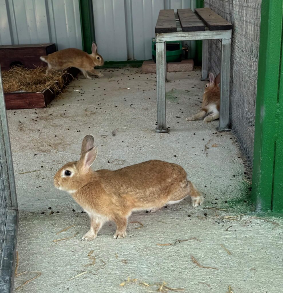 Cuddly rabbits at Kibbutz Urim