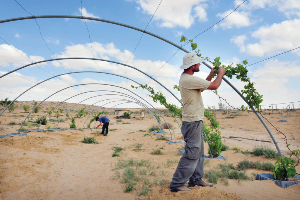 Boeren die wijnstokken aanplanten op een boerderij in de woestijn van de Negev, Israël